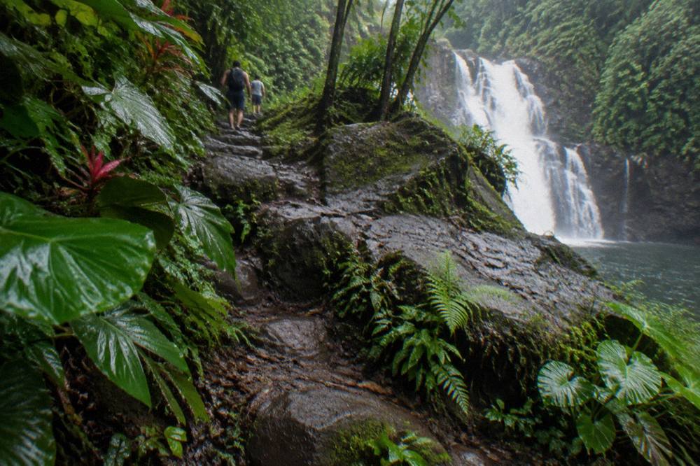 Shaded tropical pathway with palm trees and dense green vegetation
