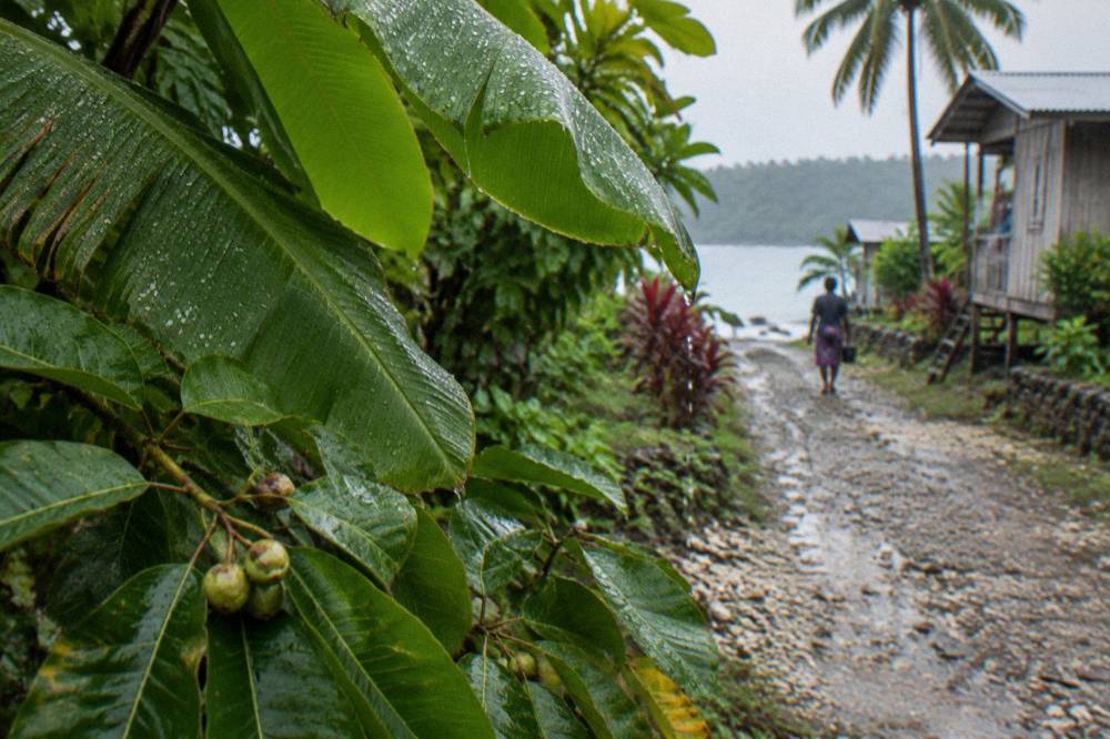 Water droplets on tropical leaves after rainfall