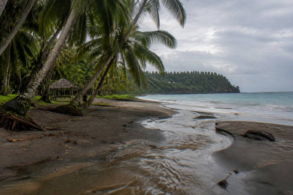 Palm trees leaning over a quiet tropical beach in late afternoon light