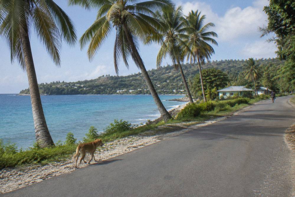 Coastal road curving along a green shoreline with palm trees and blue ocean