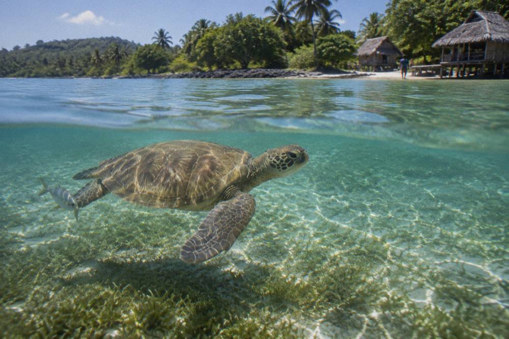 Green turtle swimming over seagrass in clear shallow lagoon water